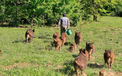 Il faut bien réguler les sangliers !